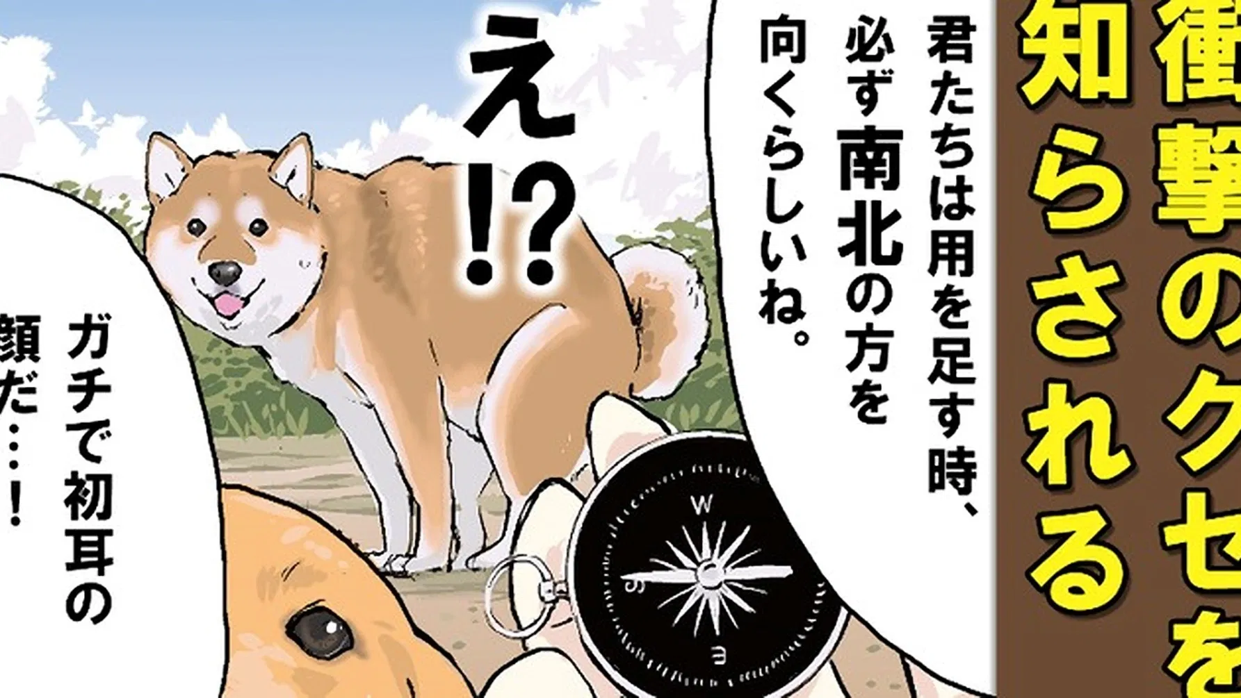 Конец света с сиба-ину