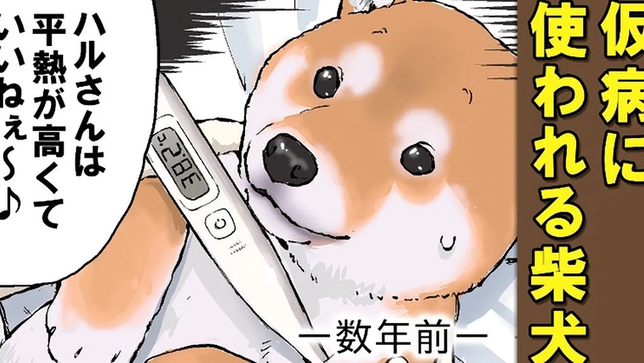 Конец света с сиба-ину